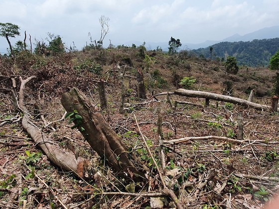 Quảng Trị: Phát hiện vụ phá rừng tự nhiên ảnh 3