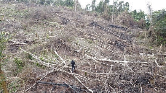 Vụ hơn 18ha rừng ở Quảng Trị bị chặt phá: UBND tỉnh yêu cầu xử lý nghiêm ảnh 1