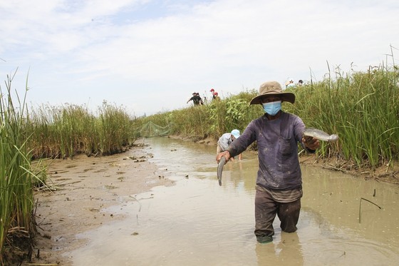Trồng lúa hữu cơ mở ra hướng canh tác bền vững cho nông dân Quảng Trị ảnh 10