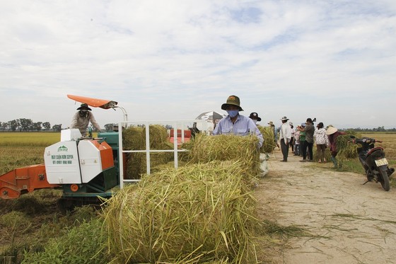 Trồng lúa hữu cơ mở ra hướng canh tác bền vững cho nông dân Quảng Trị ảnh 4