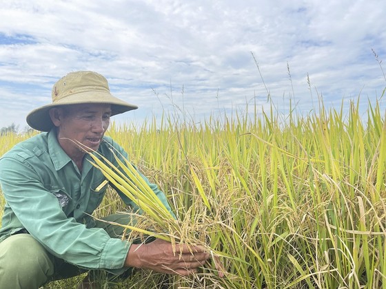 Trồng lúa hữu cơ mở ra hướng canh tác bền vững cho nông dân Quảng Trị ảnh 7