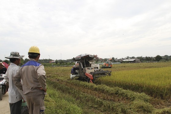 Trồng lúa hữu cơ mở ra hướng canh tác bền vững cho nông dân Quảng Trị ảnh 3