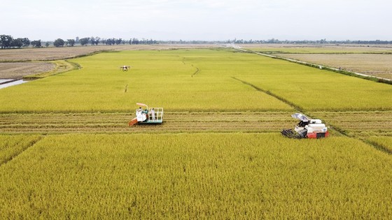 Trồng lúa hữu cơ mở ra hướng canh tác bền vững cho nông dân Quảng Trị ảnh 9
