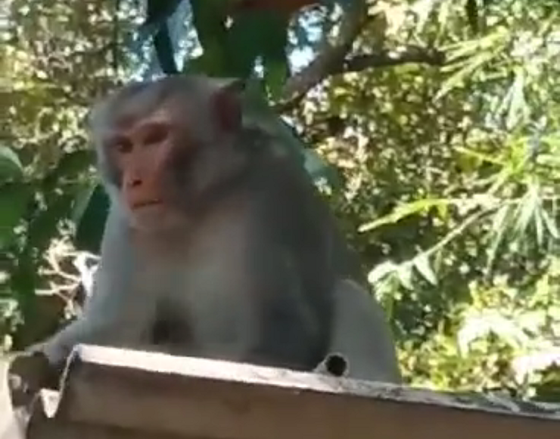 Quảng Trị: Cắt cử lực lượng xua đuổi, bẫy cá thể khỉ tấn công người dân  ảnh 1