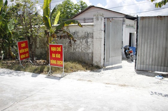 Một hộ dân ở Hậu Giang thiệt hại gần 8 tỷ đồng vì dịch tả heo châu Phi ảnh 2