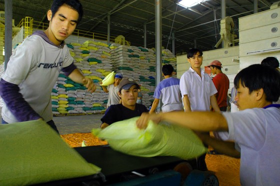 ĐBSCL – lúa gạo cùng tăng giá vào cuối vụ ảnh 2