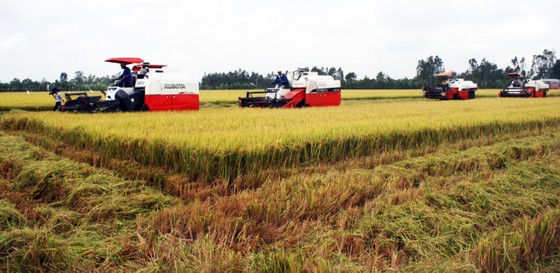 ĐBSCL: Nông dân bán lúa nhanh, giá gạo xuất khẩu tăng  ảnh 1