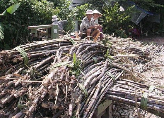Khoảng 200.000 tấn mía ở Hậu Giang chờ tiêu thụ ảnh 1