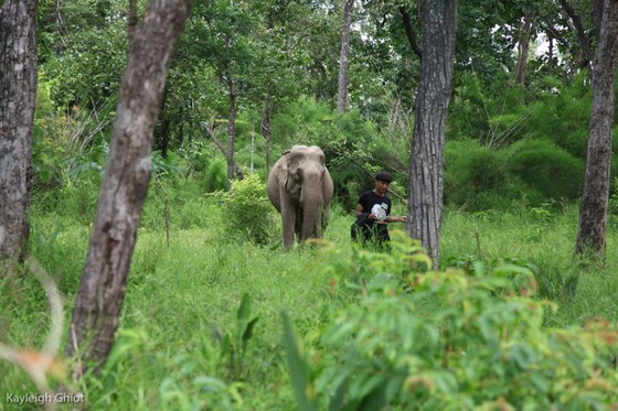 Hai chú voi nhà được đưa về rừng tự nhiên ảnh 6