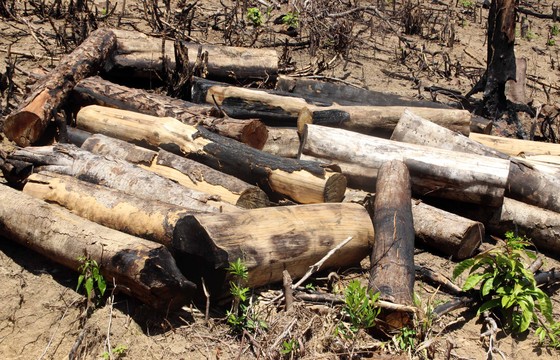 Một doanh nghiệp chứa khoảng 30m³ gỗ nghi gỗ rừng bị tàn phá ở An Lão ảnh 1