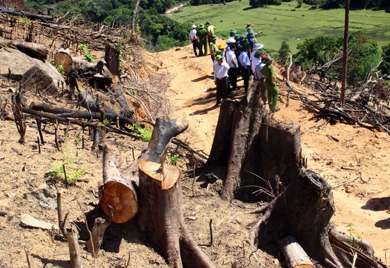 Một doanh nghiệp chứa khoảng 30m³ gỗ nghi gỗ rừng bị tàn phá ở An Lão ảnh 2