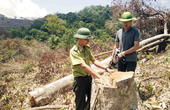 Vụ tàn phá 61 ha rừng: Kỷ luật nhiều cán bộ kiểm lâm để “mất rừng“ ảnh 3