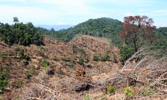 Vụ tàn phá 61 ha rừng: Kỷ luật nhiều cán bộ kiểm lâm để “mất rừng“ ảnh 1