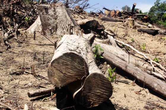 Vụ tàn phá 61 ha rừng: Kỷ luật nhiều cán bộ kiểm lâm để “mất rừng“ ảnh 2