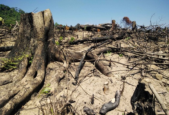 Có hay không việc cán bộ bao che vụ phá trên 60 ha rừng tại Bình Định? ảnh 3