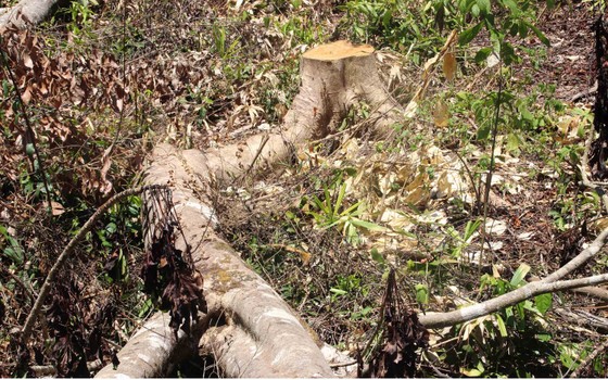Có hay không việc cán bộ bao che vụ phá trên 60 ha rừng tại Bình Định? ảnh 2