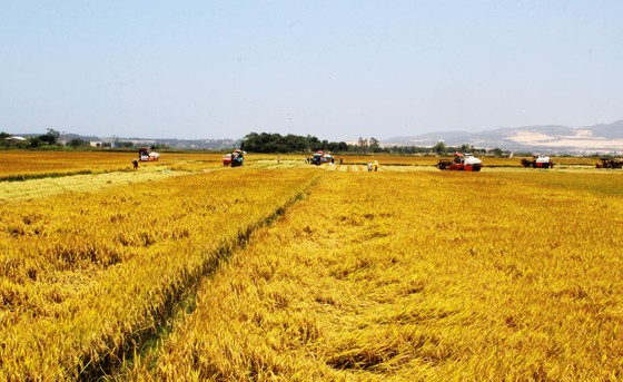 “Chợ rơm” giữa đồng ảnh 7