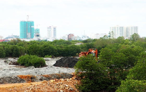 Rừng ngập mặn ven đầm Thị Nại đang bị băm nát ảnh 1