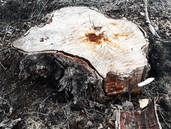 Phá trắng, đốt sạch trên 140ha rừng ở Bình Định ảnh 6