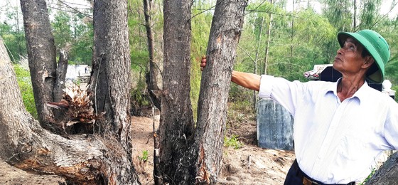 Phá trắng, đốt sạch trên 140ha rừng ở Bình Định ảnh 13