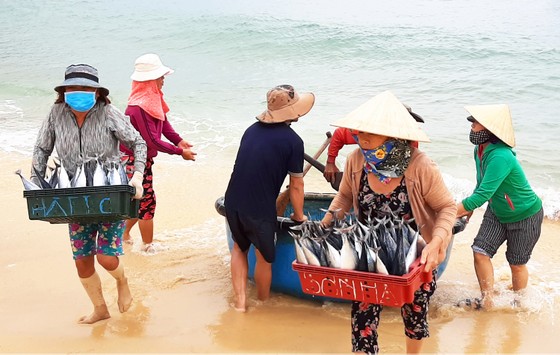 Biển gần bờ xuất hiện nhiều đàn cá, ngư dân Bình Định trúng lớn ảnh 1