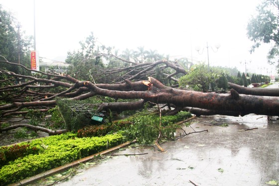 Phố biển Quy Nhơn tan hoang sau bão Matmo ảnh 4