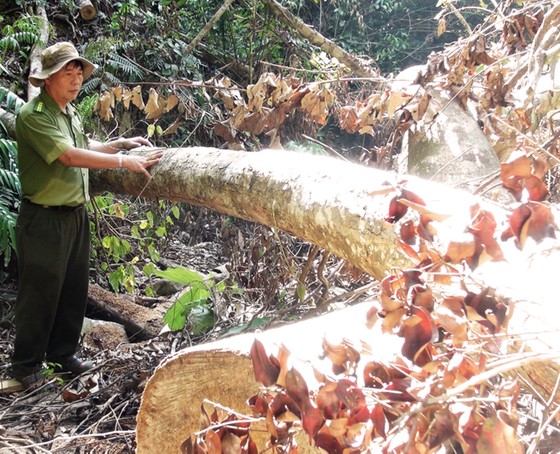 Truy tìm các đối tượng phá rừng phòng hộ ở Phú Yên ảnh 1