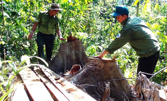 Truy tìm các đối tượng phá rừng phòng hộ ở Phú Yên ảnh 3