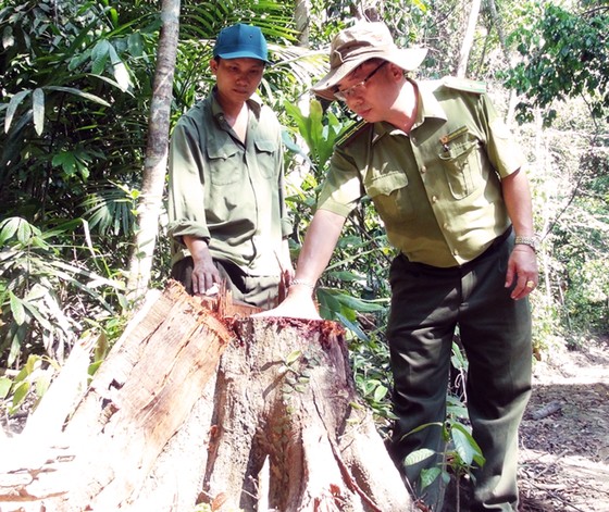 Truy tìm các đối tượng phá rừng phòng hộ ở Phú Yên ảnh 2