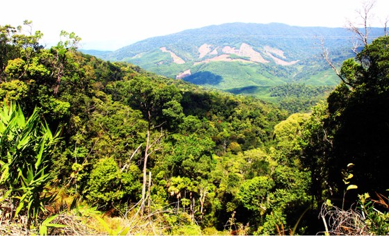 Hơn 300 tỷ đồng để tái thiết rừng ở Bình Định ảnh 1