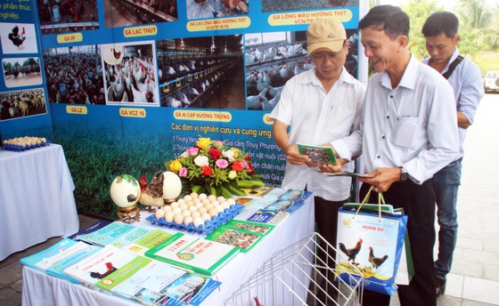 Lễ hội ẩm thực, quảng bá sản phẩm gà tại Bình Định ảnh 5