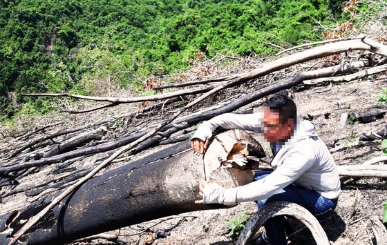 Rừng Thượng Sơn bị tàn phá nghiêm trọng ảnh 6