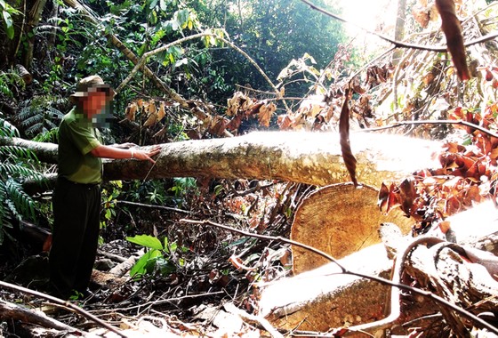Bắt thêm 3 đối tượng liên quan đến vụ phá rừng ở Phú Yên ảnh 3