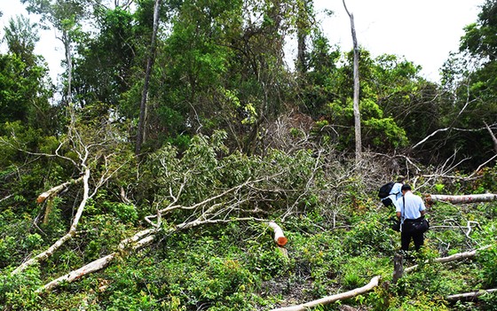 Chủ tịch UBND tỉnh Phú Yên chỉ đạo 'nóng' vụ phá rừng phòng hộ sông Trà Bương ảnh 6