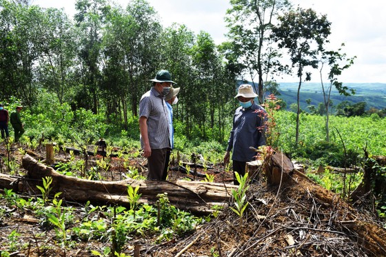 Chủ tịch UBND tỉnh Phú Yên chỉ đạo 'nóng' vụ phá rừng phòng hộ sông Trà Bương ảnh 5