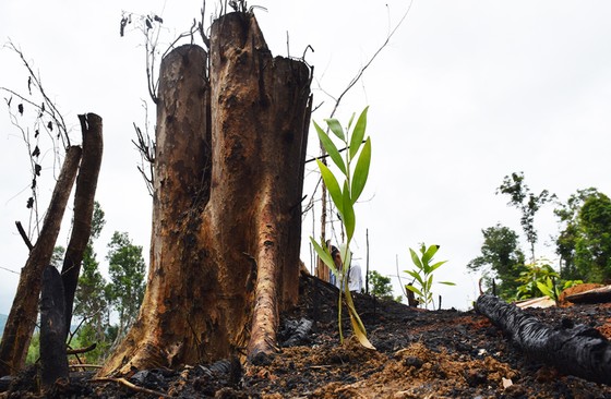 Chủ tịch UBND tỉnh Phú Yên chỉ đạo 'nóng' vụ phá rừng phòng hộ sông Trà Bương ảnh 11