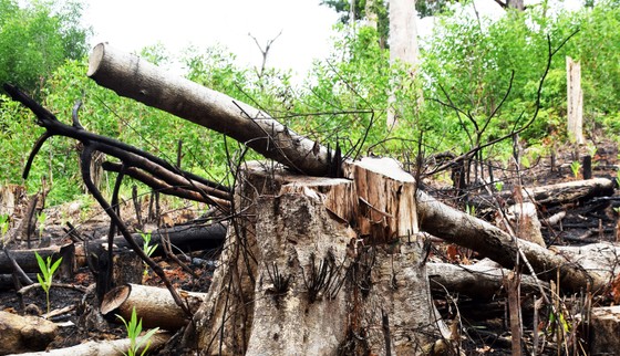 Chủ tịch UBND tỉnh Phú Yên chỉ đạo 'nóng' vụ phá rừng phòng hộ sông Trà Bương ảnh 2