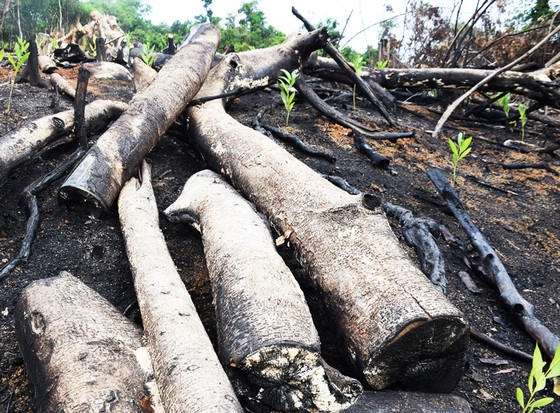 Chủ tịch UBND tỉnh Phú Yên chỉ đạo 'nóng' vụ phá rừng phòng hộ sông Trà Bương ảnh 7