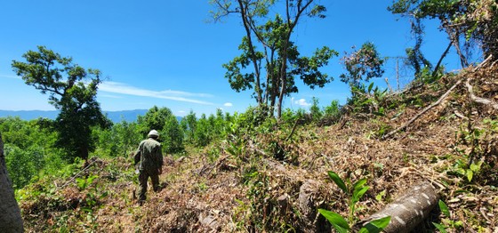 Bình Định: Chỉ đạo điều tra, xử lý nghiêm vụ gần 12ha rừng bị tàn phá, lấn chiếm ảnh 1
