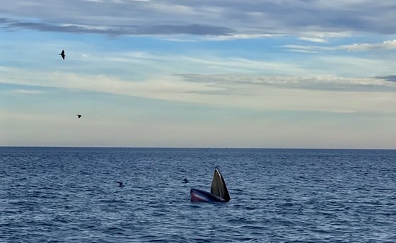 Thêm đàn cá voi khoảng 7 con xuất hiện ở ven biển Đề Gi, Bình Định ảnh 2