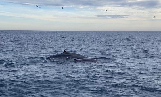 Nghiên cứu, bảo vệ đàn cá voi kiếm ăn 20 ngày ven biển Đề Gi ảnh 1