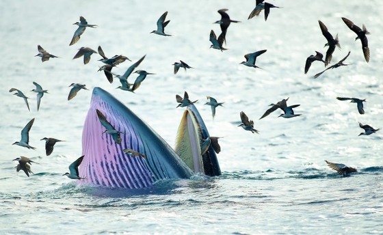 Nghiên cứu, bảo vệ đàn cá voi kiếm ăn 20 ngày ven biển Đề Gi ảnh 2