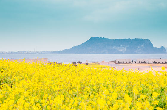 Thi vẽ minh họa Từ nét vẽ, Đến Jeju ảnh 1