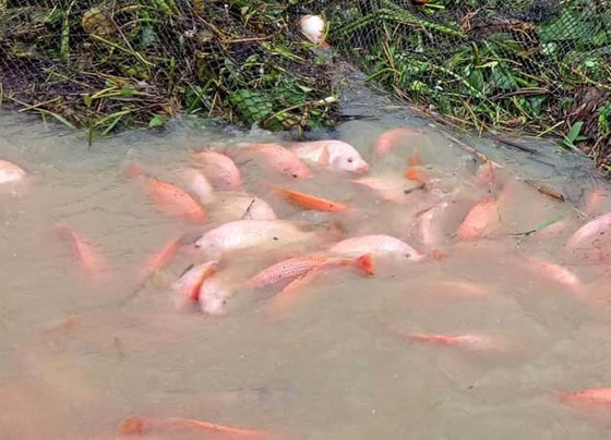 Mưa lớn kéo dài, người dân điêu đứng ảnh 2