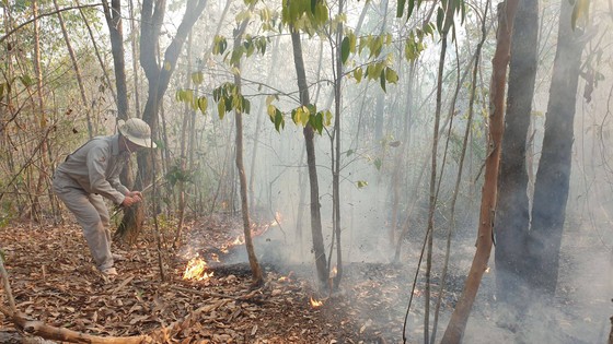Khẩn trương hoàn chỉnh hồ sơ, khởi tố vụ án cháy rừng tại Quảng Nam ảnh 1