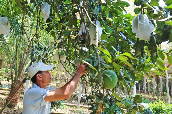 Nông dân Quảng Nam thoát nghèo nhờ bưởi da xanh ảnh 1