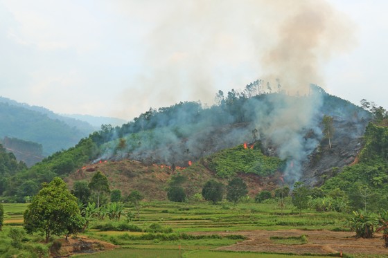 Đốt thực bì, cháy hơn 32 ha rừng phòng hộ tại Quảng Nam ảnh 3
