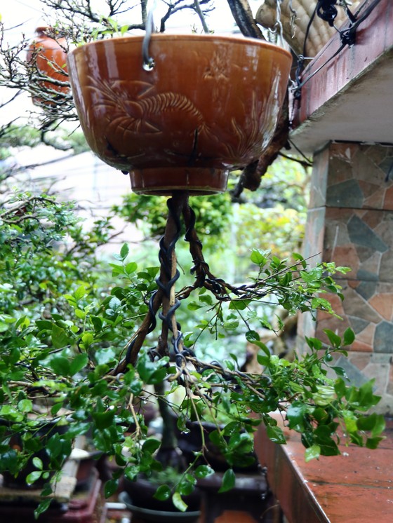 Khám phá vườn bonsai mọc ngược giữa phố ảnh 16