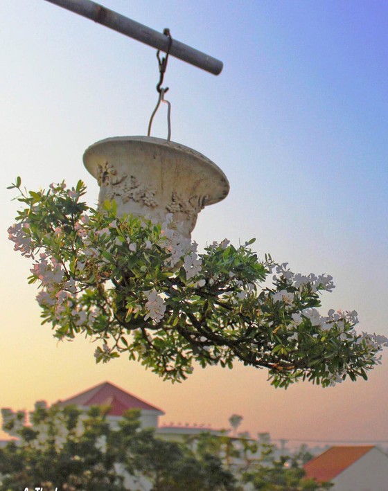Khám phá vườn bonsai mọc ngược giữa phố ảnh 18