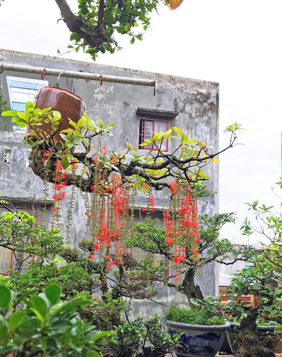 Khám phá vườn bonsai mọc ngược giữa phố ảnh 15